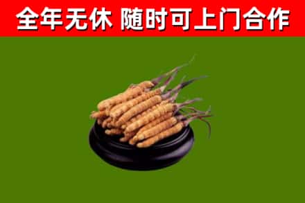 井陉回收冬虫夏草