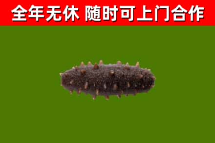 井陉回收海参干